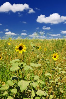Sunflowers in prairie clipart