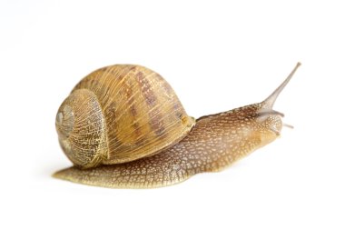 Snail crawling forward clipart