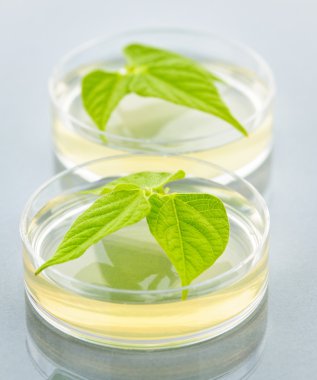 GM plants in petri dishes clipart