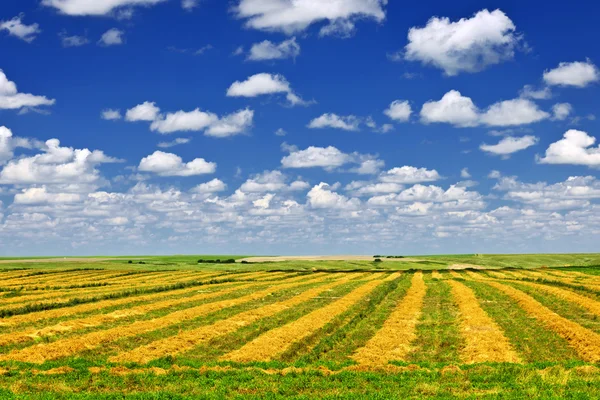 Wheat farm field at harvest — Stock Photo, Image