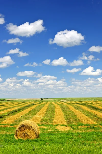 Пшеничное поле во время сбора урожая — стоковое фото