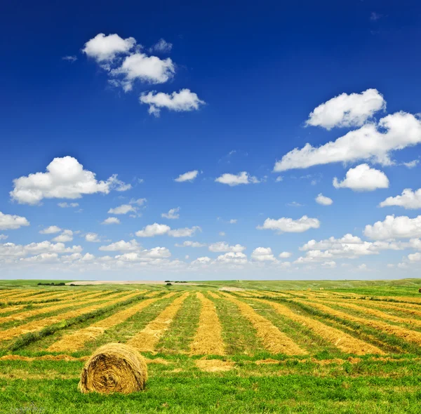 収穫時の小麦ファーム フィールド — ストック写真