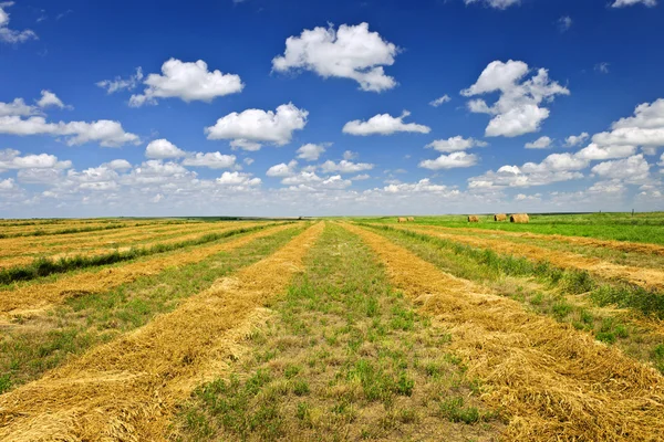 Campo coltivato a grano al momento del raccolto — Foto Stock