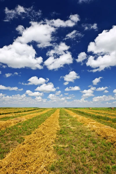 Campo coltivato a grano al momento del raccolto — Foto Stock