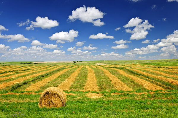 Wheat farm field at harvest