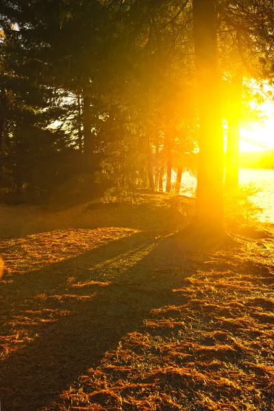Solsken i kväll skog nära lake — Stockfoto