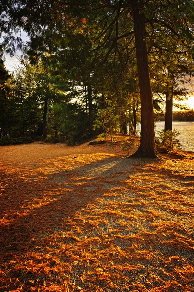 Sunset in woods at lake shore — Stock Photo, Image