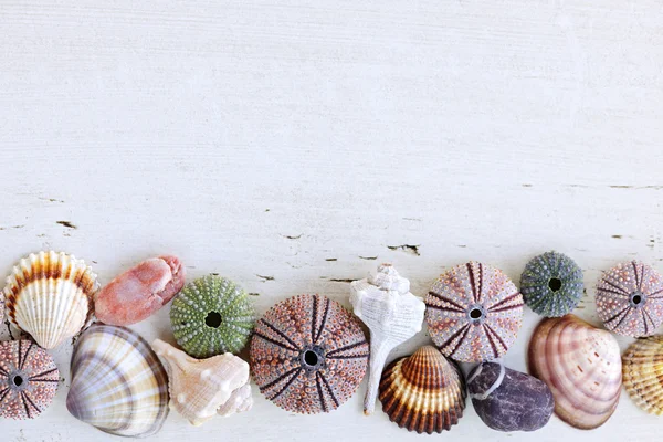 Background with seashells — Stock Photo, Image