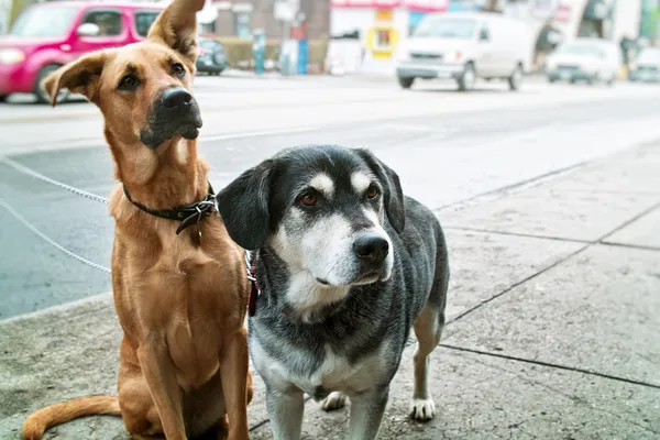 Two dogs on sidewalk — Stock Photo, Image