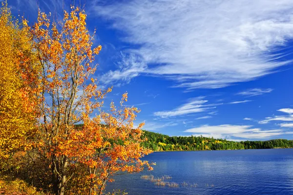 Fall forest and lake — Stock Photo, Image