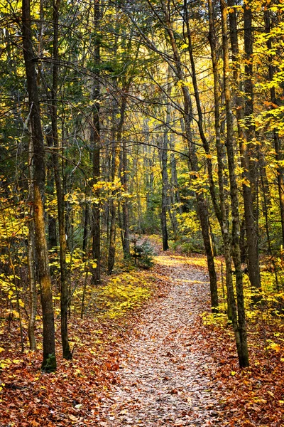 Path in fall forest — Stock Photo, Image