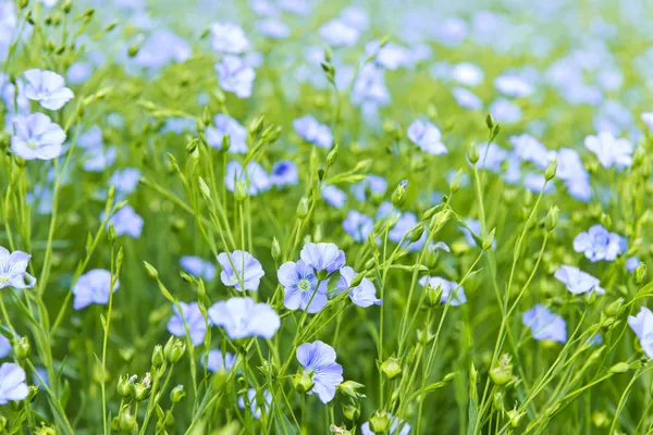 Blooming flax — Stock Photo, Image