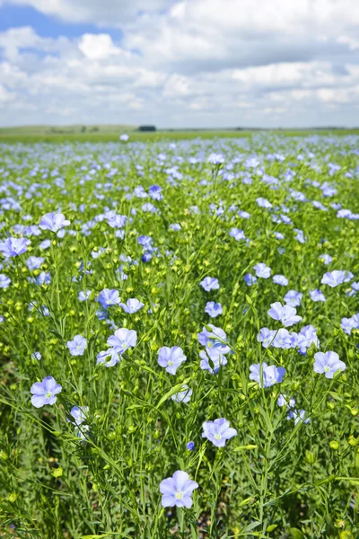 Campo de linho em flor — Fotografia de Stock