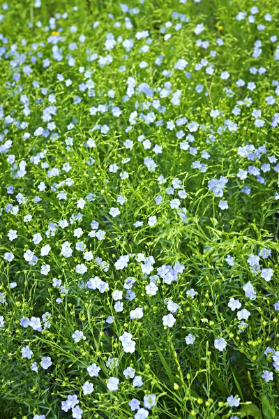 Blooming flax background — Stock Photo, Image