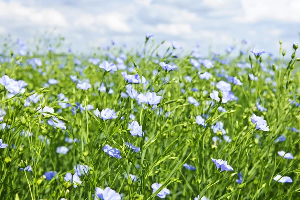 Квітучі льону поля — стокове фото