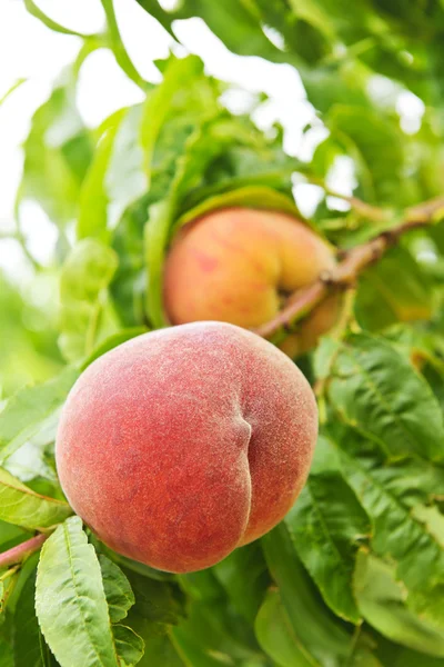 Персики на дереві — стокове фото