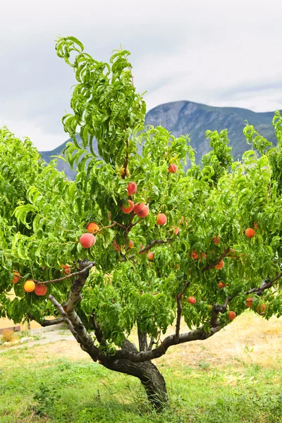 Persikor på träd — Stockfoto