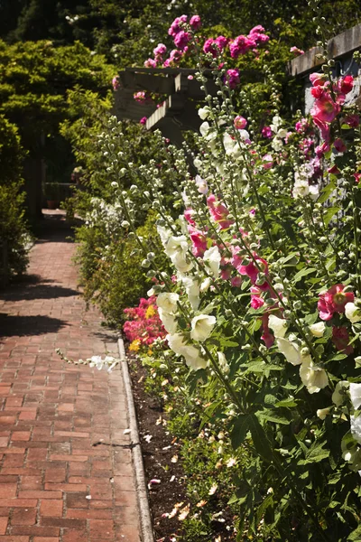 Barevná květinová zahrada — Stock fotografie
