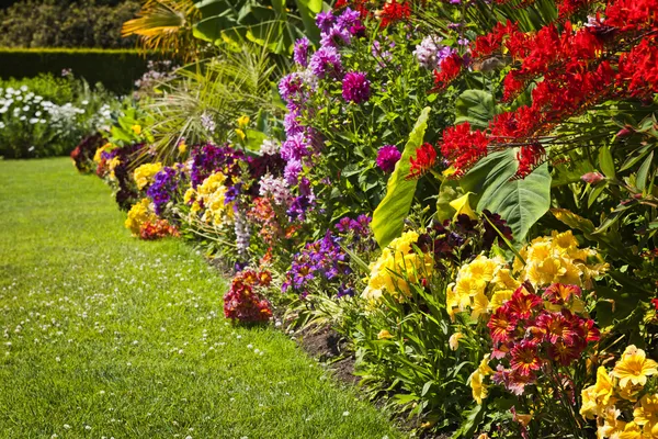 カラフルな庭の花 — ストック写真