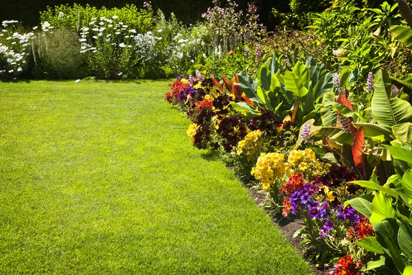 Fiori da giardino colorati — Foto Stock