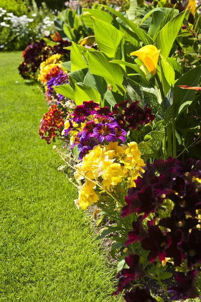 Bunte Gartenblumen — Stockfoto
