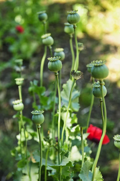 Poppy plants in garden — Stock Photo, Image