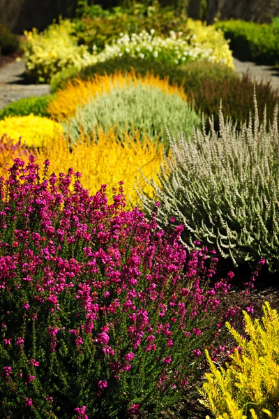 Barevné zahradní květiny — Stock fotografie