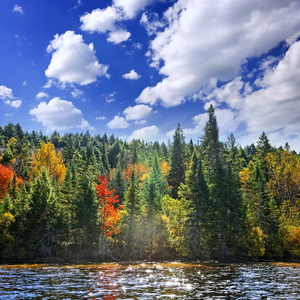 秋の日差しの中で森林 — ストック写真