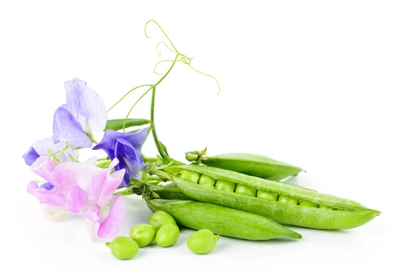 Pods of peas and sweet pea flowers — Stock Photo, Image