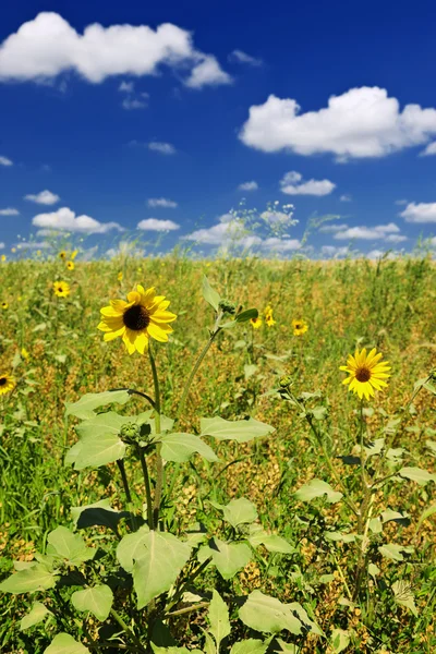 Sunflowers in prairie — Stock Photo, Image