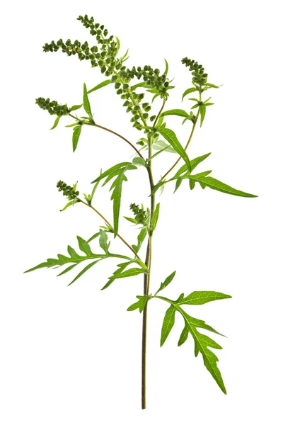 Ragweed plant — Stock Photo, Image