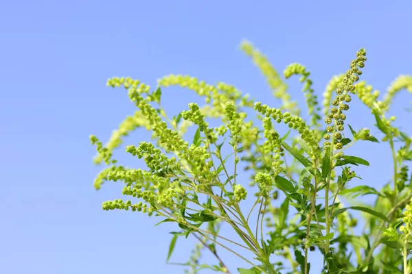 Ragweed bitki — Stok fotoğraf