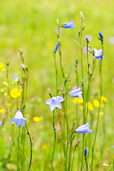 Květy modré harebells — Stock fotografie