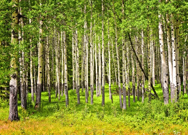 Aspen trees in Banff National park — Stock Photo, Image