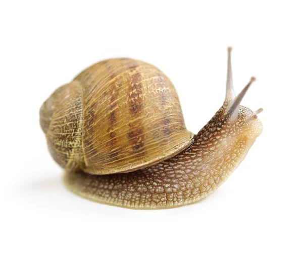 Curious snail — Stock Photo, Image