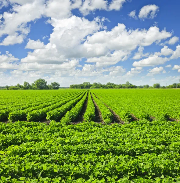 Rows of soy plants in a field — Stock Photo, Image
