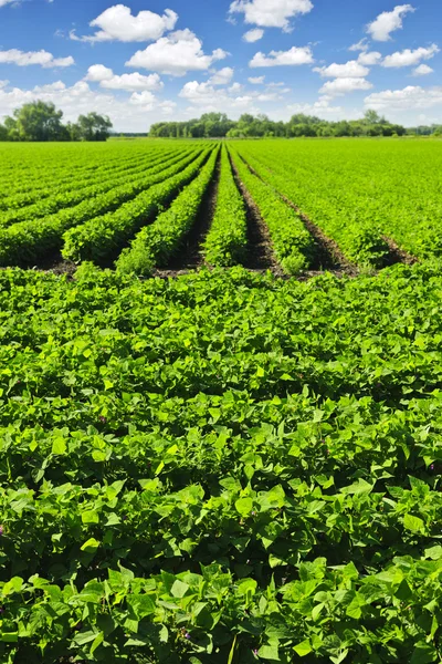 Fileiras de plantas de soja em um campo — Fotografia de Stock