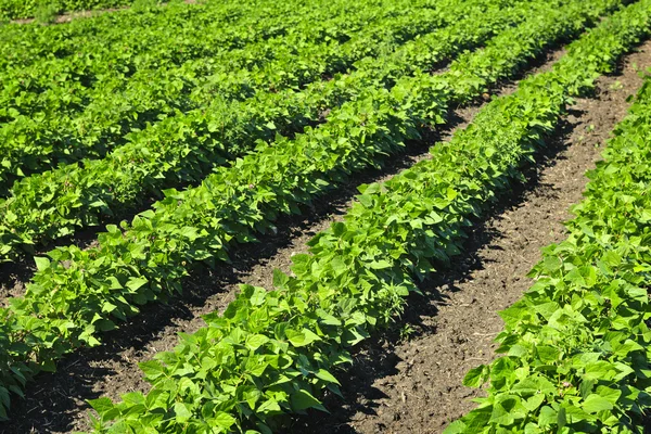 Rijen van soja planten in een veld — Stockfoto