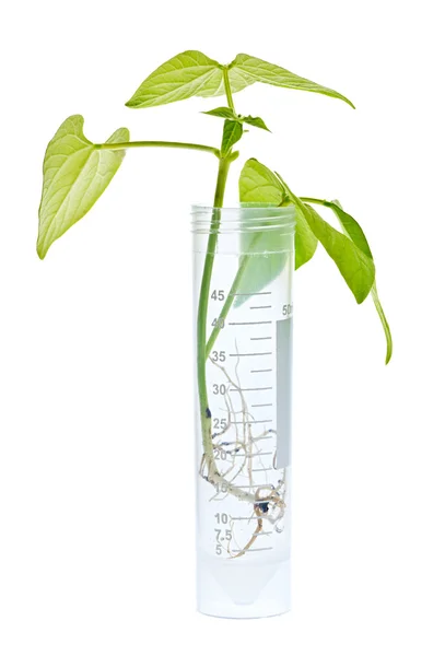 GM plant seedling in test tube — Zdjęcie stockowe