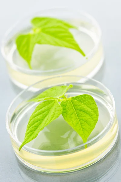 GM plants in petri dishes — Stock Photo, Image