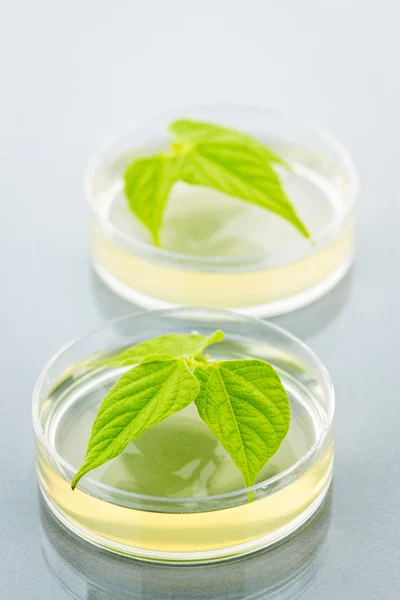 GM plants in petri dishes — Stock Photo, Image