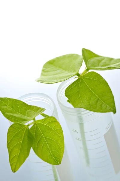 GM plant seedlings in test tubes — Stock Photo, Image