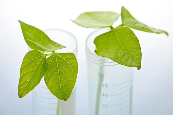 GM plant seedlings in test tubes — Stock Photo, Image