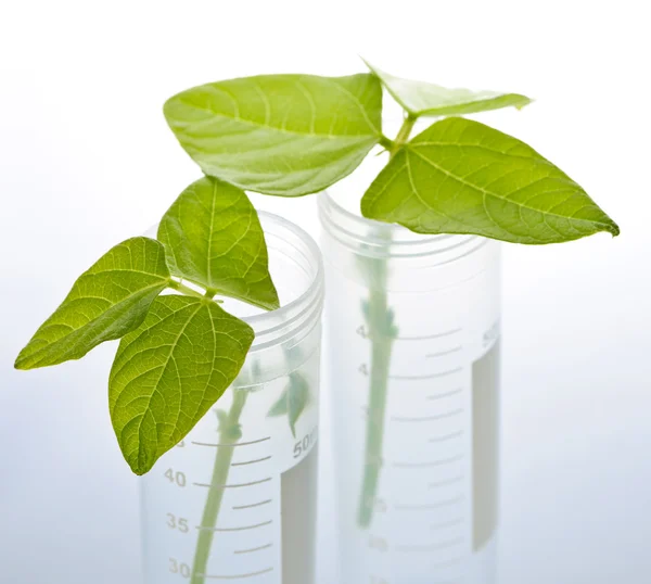 Gm pflanzt Sämlinge im Reagenzglas — Stockfoto