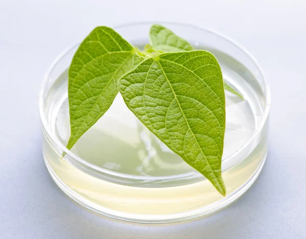 GM plant in petri dish — Stock Photo, Image