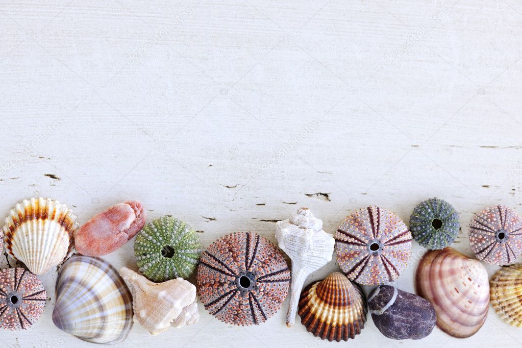 Background with seashells