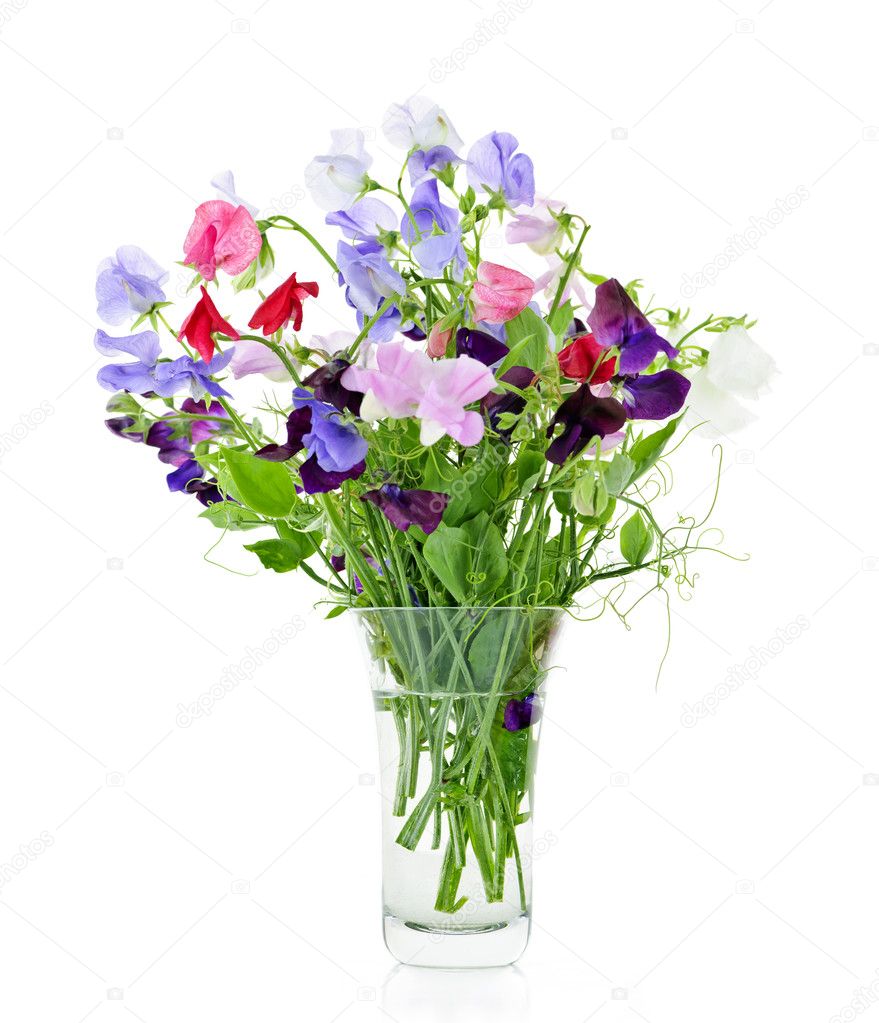 Bouquet of sweet pea flowers in vase