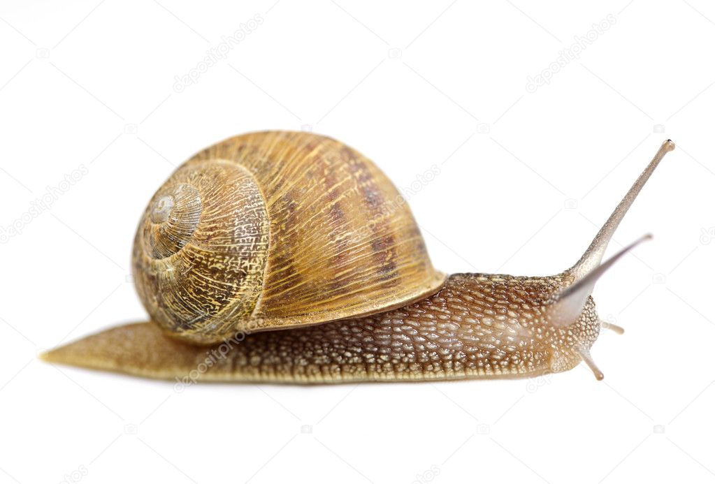 Crawling snail