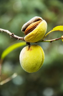 Sprig with mature almond, close up, shallow depth of field clipart