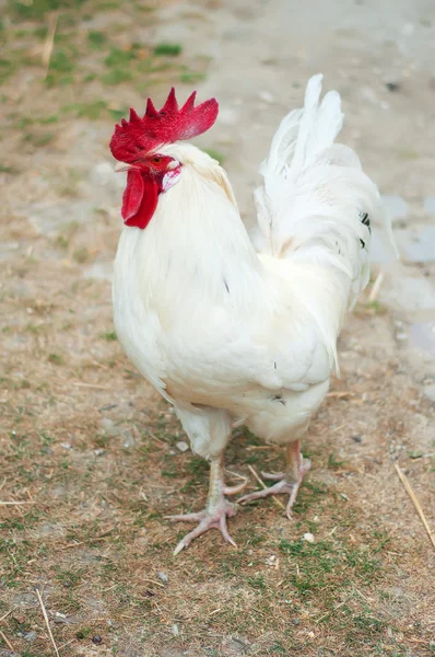 White CockClose-up on a farm, outdoors — Stock Photo, Image
